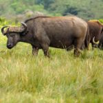 buffalo