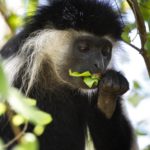 colobus