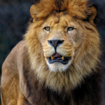 lion