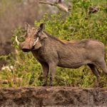 warthog