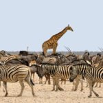 zebra